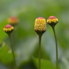 Image result for Spilanthes