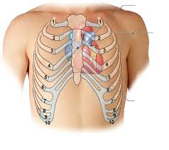 First photo is of original; Heart In Rib Cage Diagram Quizlet