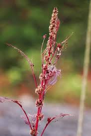 Image result for Amaranthus dubius