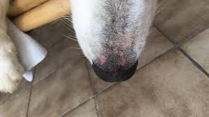 My Husky Has Pink Spots On His Snout Petcoach