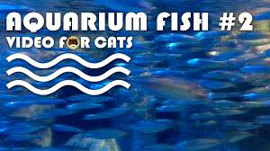 Fish Video For Cats Aquarium Fish 2 Entertainment Video For Cats To Watch More Videos For Cats Www Tvbini C Cat Gif Entertainment Video Cat Entertainment