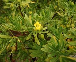 Image result for Surianaceae