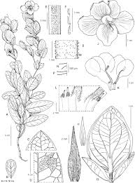 Image result for Baphia bequaertii