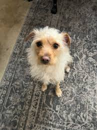 Adopting a cat in Victoria