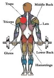 Kişinin sürekli olarak kambur oturması, dik bir konumda bulunmaması, uyku esnasındaki yatış pozisyonu ve oturma. Kurek Kemigi Civarinda Agri Bodyforumtr Vucut Gelistirme Forumu