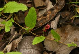 Image result for Hermannia quartiniana