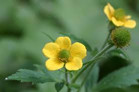 Image result for Ranunculus oreophytus