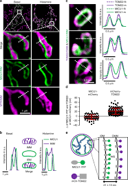 Convert 27000 japanese yen (jpy) to us dollar (usd). Micu1 Controls Cristae Junction And Spatially Anchors Mitochondrial Ca 2 Uniporter Complex Nature Communications