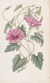 Pin De Krystyna En Plantas Dibujos Ilustraciones Dibujos De Flores