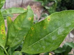 みかん の 病気 写真