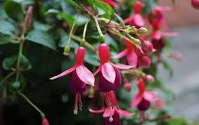 Lot De 200pcs Semences De Pampa Plante Ornementale En Pot Bonsai Flower Seeds Online Flower Seeds Flowers