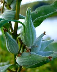 Milkweed Pods By Lauren Macko Milkweed Pods Milkweed Pollinator Plants