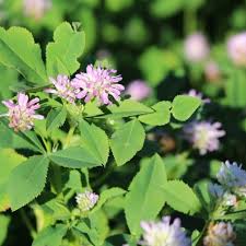 Image result for Trifolium masaiense