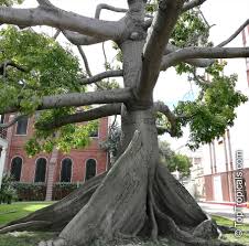 Image result for Ceiba