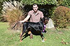 Image result for sedmihradský honič