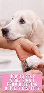 How To Stop A Dog S Nail From Bleeding Quickly And Safely Dog Nails Dog Broken Nail Trimming Dog Nails