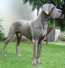 Great Dane Or Deutsche Dogge Gentle Giants Danua Kopek