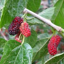 For this commentator the bounty of mulberry trees is a sign of. Mulberry Tree Planting Care Pruning For Fruiting And Fruitless Varieties