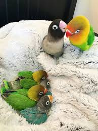 Black Birds You Can Have As Pets When You Mix Black And White With Colors Pet Birds Little Birds Funny Birds