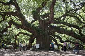 #10 of 149 boat tours & water sports in charleston. A Grass Roots Rally To Protect South Carolina S Massive Angel Oak The Two Way Npr