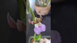 Image result for Eulophia guineensis
