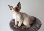 How much does a Devon Rex Kitten Cost? - Annie Many