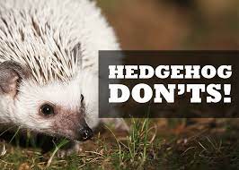 Hedgehog Don Ts Top 6 Hedgehog No No S Hedgehogged Hedgehog Pet Pet Names Pygmy Hedgehog