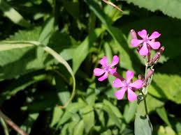 Image result for Senecio strictifolius