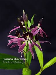 Image result for Eschenbachia gouanii