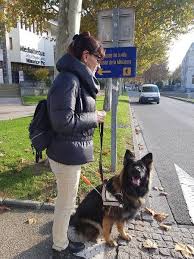 Famille d'accueil chien d'aveugle salaire. Comment Les Chiens Guides D Aveugles Sont Ils Eduques Interview Le Webzine Okeenea
