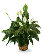 At demaine funeral home, we offer all types of services, including funerals, cremations and celebrations of life. Flowers To Norfolk Virginia Va Funeral Homes Cemeteries And Cremation Providers Same Day Delivery By A Local Florist In Norfolk