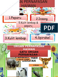 Check 'badak sumbu' translations into english. Organ Pernafasan Haiwan