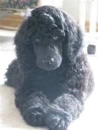 Black And White Standard Poodle Teddy Bear Cut Pin On K9 Beauties
