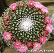 Words & wordplay · 1 decade ago. Why I Can T Resist Cactus Flowers