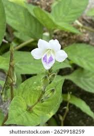 Image result for Asystasia glandulosa