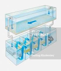 Pin By Jackson K W Tang On Filter Aquarium Sump Saltwater Aquarium Aquarium Fish