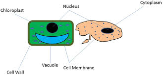 Check spelling or type a new query. Functions Of Cell Parts Anisah Afifah S Weblog