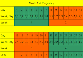 How Long Is Pregnancy Days Weeks Months Trimesters