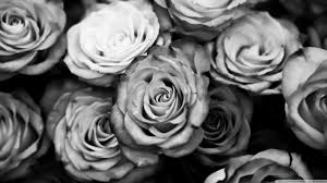 Black And White Rose Wallpaper Hd Black And White Rose Wallpaper Hd Background 9 Hd Wallpapers Facebook Cover Photos Flowers Facebook Cover Images Black And White Roses