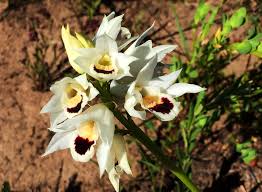 Image result for Orthochilus