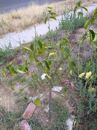Meyer lemon + key lime tree pack. Anyone Have Any Idea Why My Meyer Lemon Tree Looks So Sad Been The Ground About 6 Months Zone 10a She Had Some Blossoms On Her Earlier This Year But They All