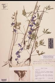 Image result for Ranunculaceae