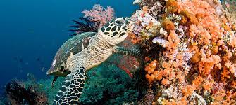 Sponges often grow over coral, competing for space, but the turtles help maintain the balance. World Could Lose Coral Reefs By End Of Century Un Environment Report Warns Un News
