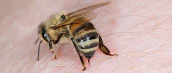 300g mehl, 250g quark, 1 tasse zucker… bild 1 von 24 hummelstich. Warum Sterben Bienen Nach Dem Stich Bee Careful