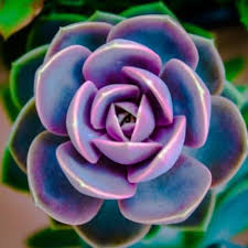 Maybe you would like to learn more about one of these? 40 Beautiful Types Of Purple Succulents Succulent Alley