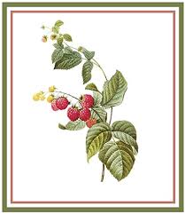 Below are the main pattern categories to help you begin. Amazon Com Orenco Originals Raspberries Botanical By Redoute Counted Cross Stitch Pattern Arts Crafts Sewing