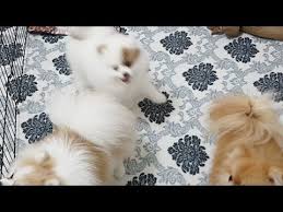 Canli Yayin Pomeranian Boo Kopeklerimiz Puppy Youtube 2020 Yavru Kopek Kopek Panda