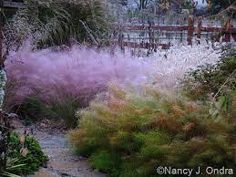Garden Bloggers Bloom Day November 2007 Dream Garden Landscape Design Outdoor Gardens
