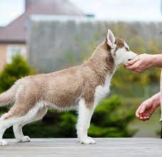 Rest assured, as long as you're patient and continue to give your dog consistent reminders every time your puppy keeps biting or nipping at you… they will, indeed, eventually outgrow this annoying behavior. Puppy Chewing How To Stop A Puppy From Chewing On Your Hands