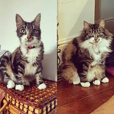 My cat is about a year and a half now. My Sisters Cat In Summer Winter Aww